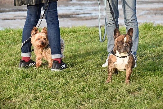 Система ДНК-паспортов поможет бороться с выгулом собак во дворах Новосибирска