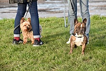 Система ДНК-паспортов поможет бороться с выгулом собак во дворах Новосибирска