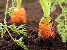 Морковь под зиму: лучшие сорта, сроки и правила посадки