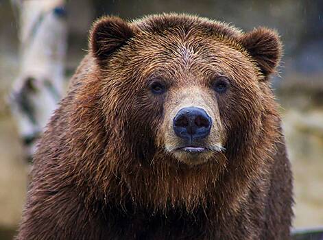 В российском городе знаменитый медведь Балу убил мужчину