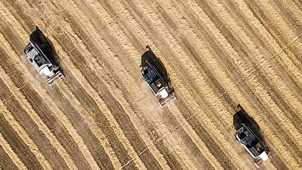 Кубань увеличила урожай риса в 2019 году на 27%, до 950 тысяч тонн
