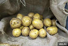 Челябинцы доставили мобилизованным землякам полтонны картофеля
