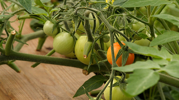 «Воспитывать экологическое мышление». Ноябрьский педагог предлагает создать в школах оранжереи