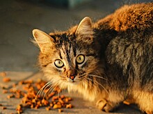 Корма Hill’s требуют запретить к ввозу из-за червей