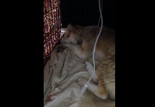 В Южном и Степном районах Оренбуржья отравили собак