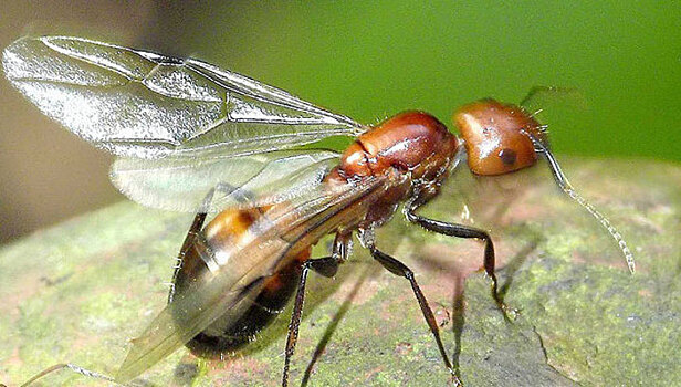 Нашествие крылатых муравьев в Москве отменяется