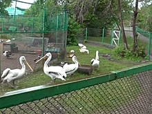 Два жителя Омской области полакомились шашлыком из краснокнижных птиц