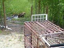 В Советском районе ищут браконьеров, заточивших медведя в клетку