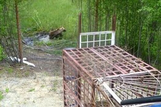 В Советском районе ищут браконьеров, заточивших медведя в клетку