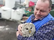 На самарской набережной спасли совенка