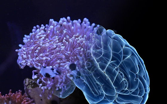 Тропические актинии помогут бороться с Альцгеймером