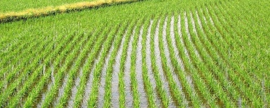 Владимир Константинов заявил о необходимости возрождения рисоводства на севере Крыма