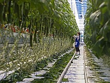 Компания «Горкунов» построит под Новосибирском тепличный комплекс