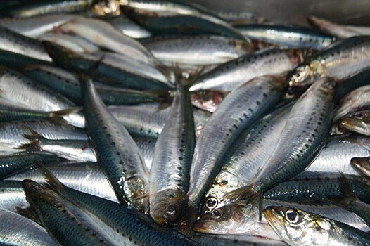 Никакой японской рыбы: Россельхознадзор ввел ограничения