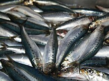 Никакой японской рыбы: Россельхознадзор ввел ограничения