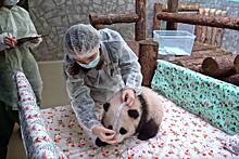 Маленькую панду из Московского зоопарка назвали Катюшей
