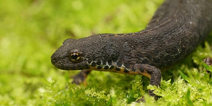 Редкую амфибию обнаружили в московском парке