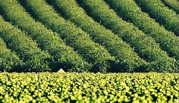 Турция рассматривает переход к плановому сельскому хозяйству