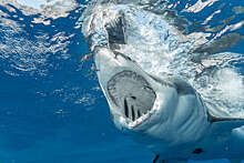 АТОР: в Египте только 7% отелей имеют защитные сетки от акул