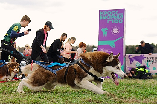 В Москве в выходные пройдут кроссы "Быстрый пес" и "Лисья гора"