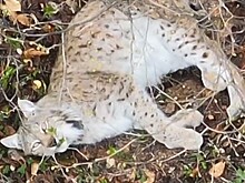 Уникальные кадры: самый редкий и скрытный хищник Кубани попал на видео