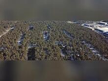 Лес на Таежной вызвал спор между властями города и депутатами