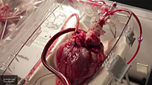 Японские ученые лечат сердце стволовыми клетками
