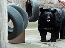 Вороны оказались купцами, а медведи — попрошайками