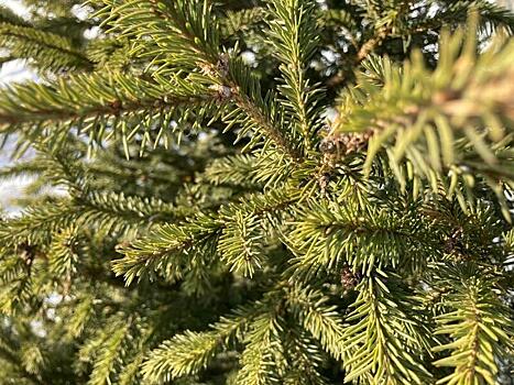 На площади Труда установят новую елку