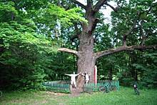 Самый старый в Чувашии дуб из Моргаушского района Чувашии может стать главным деревом России