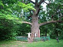 Самый старый в Чувашии дуб из Моргаушского района Чувашии может стать главным деревом России