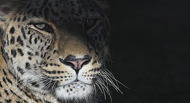 Учёные потеряли выпущенного на волю леопарда Эльбруса