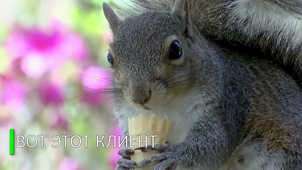 Белка стала завсегдатаем кафе-мороженого