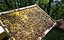 Мед со всего мира оказался отравлен инсектицидами