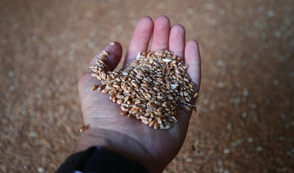 Волгоградскому фермеру отправили 20 тонн семян пшеницы с нарушениями