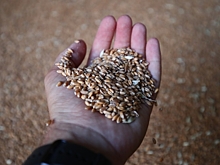 Волгоградскому фермеру отправили 20 тонн семян пшеницы с нарушениями