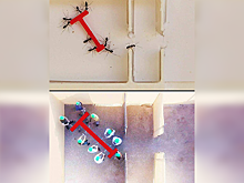 Муравьи справляются с командными задачами лучше, чем люди