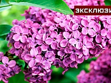 Юрист рассказал о наказании за сорванную сирень