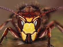 Лечение пчелами становится все более популярным среди туристов Ставрополья