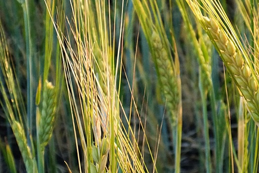 Татарстан впервые экспортировал пшеницу и горох в Китай