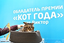 Умер кот Виктор, которого не пустили в самолет из-за лишнего веса