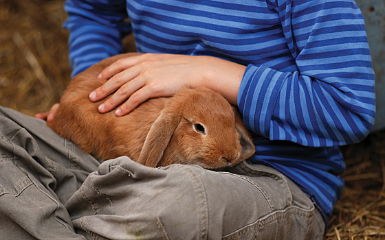 В мозге одомашненных кроликов нашли причину дружелюбия