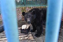 В Московском зоопарке проснулся бурый медведь Гром