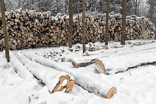 В российском регионе семь человек получили большие сроки за вырубку леса