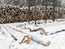 В российском регионе семь человек получили большие сроки за вырубку леса