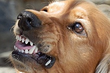 Домашний пес напал на хозяйку во время прогулки в Москве