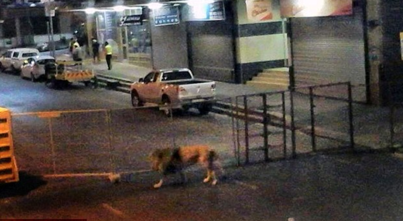 царь зверей автомобиль. лев идет по улице. лев гуляет по городу. фильм итальянцы в россии лев. фильм итальянцы в россии лев.