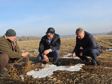 Режим ЧС: Урожай останется под снегом в Искитимском районе