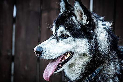 Привязанного в лесу хаски с ножевыми ранениями спасли в России