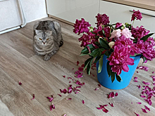 Телезвезду Ольгу Орлову покусала собака